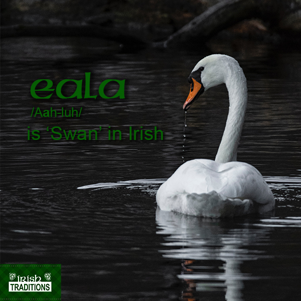 Eala Swan in Irish