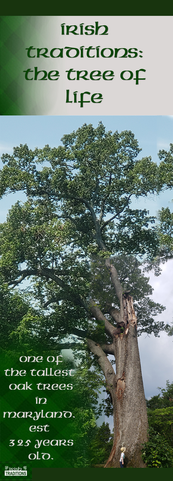 Tallest White Oak in Maryland Infograph