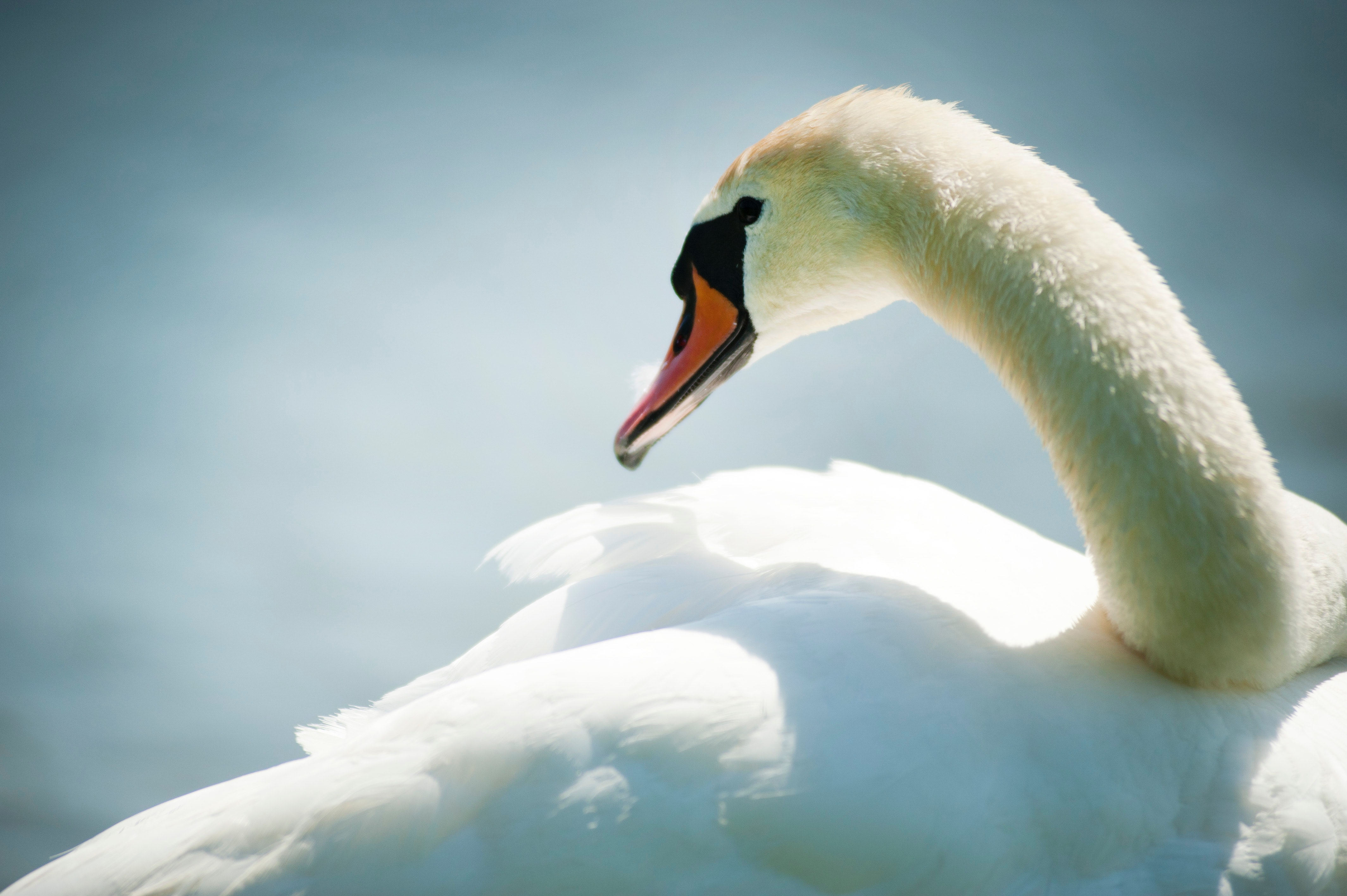 White Swan Animal Lir
