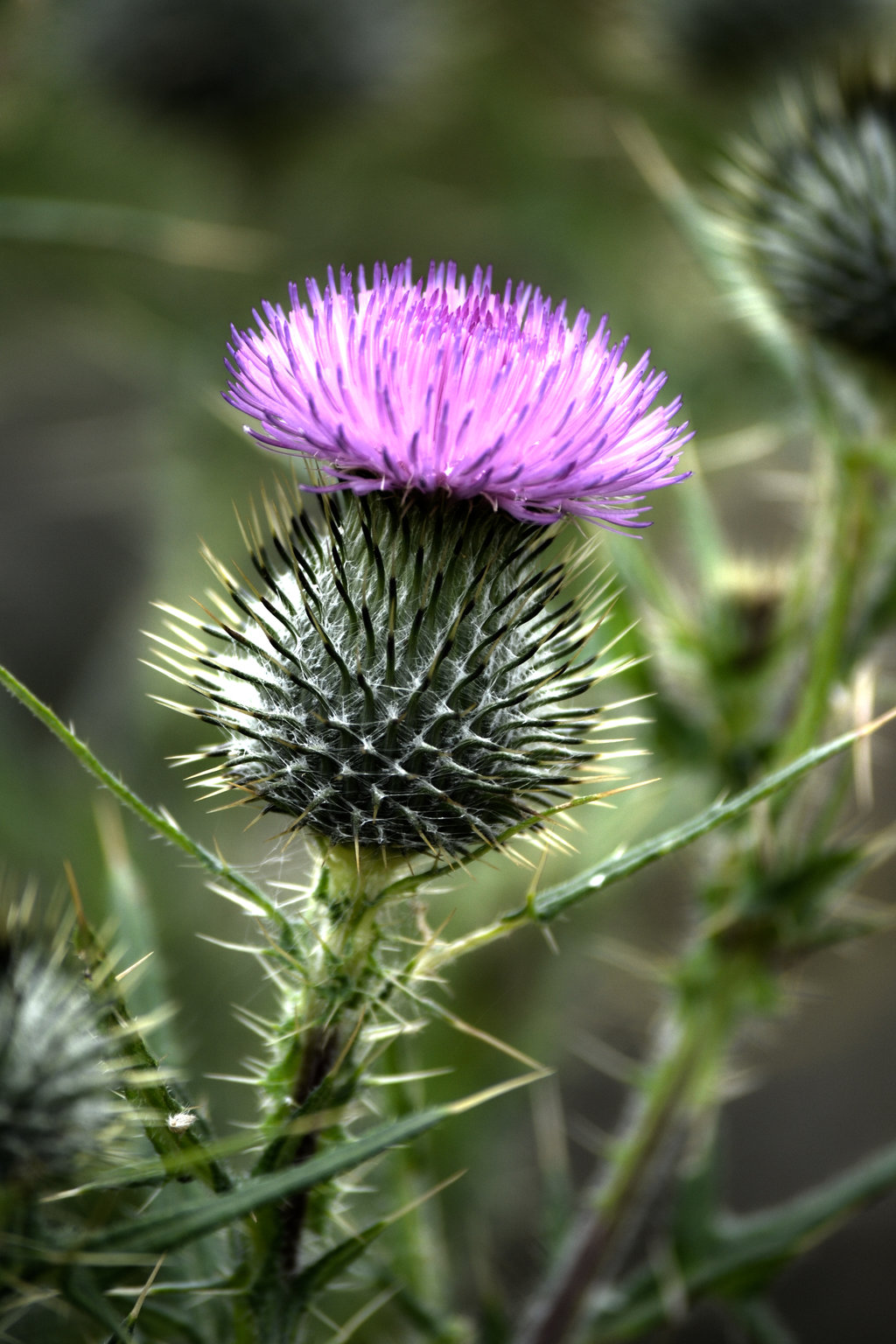 Scottish Thistle • Irish Traditions A Tipperary Store • Fine Gifts in the Celtic Tradition
