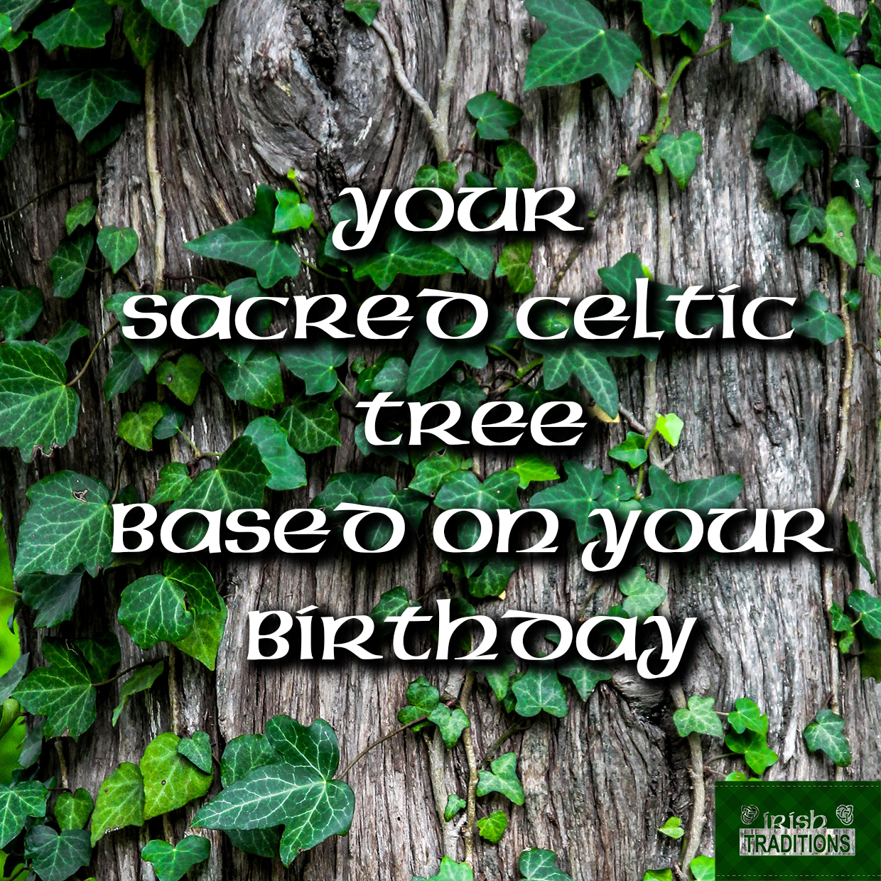 The Celtic Tree of Life: History And Meaning