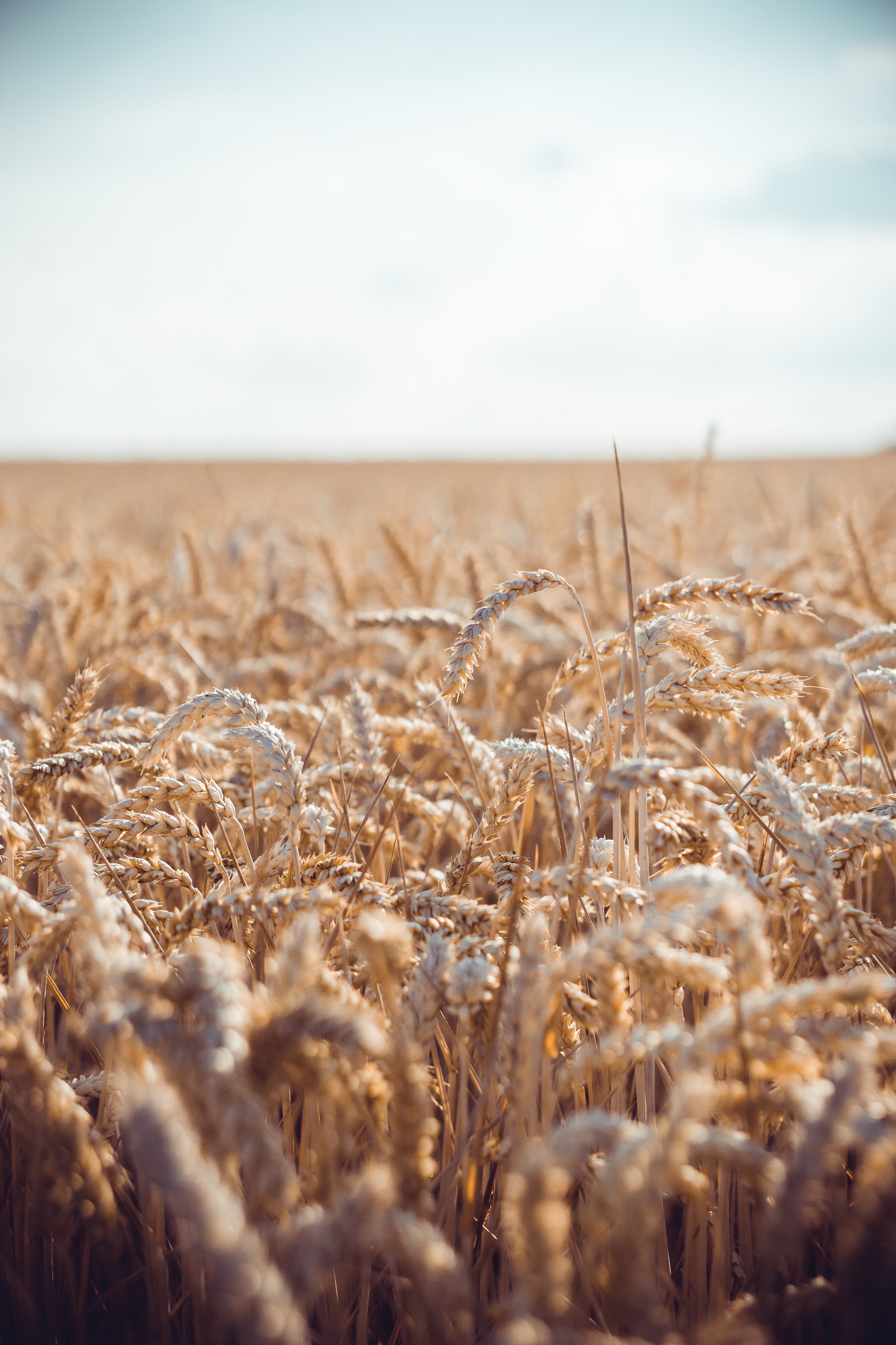 Harvest Wheat